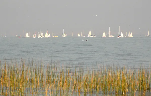 Picture the sky, lake, boat, plants, yacht, sail, regatta