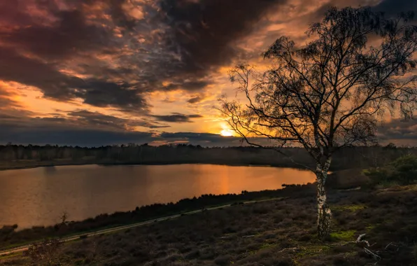 Picture sunset, nature, river, birch