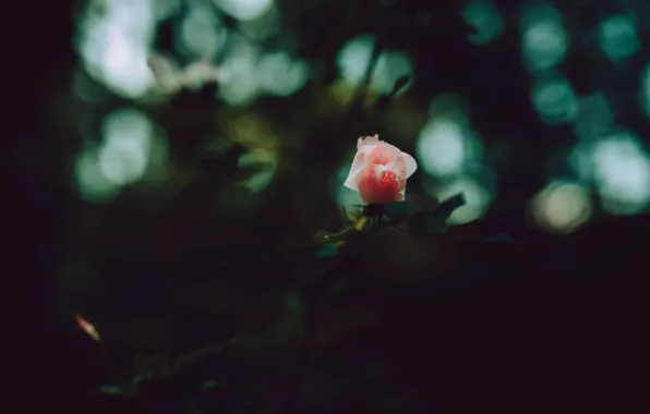 Picture macro, pink, rose, petals, Bud