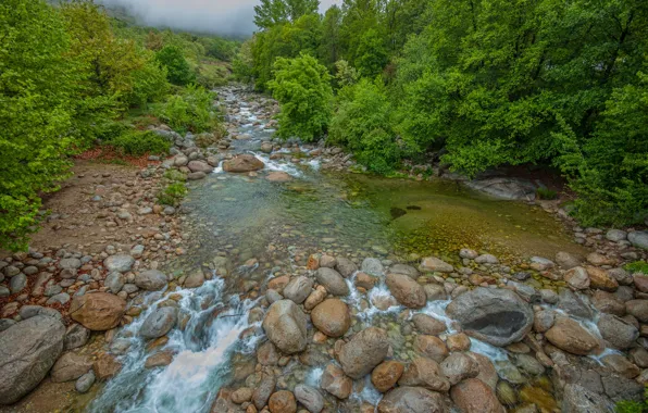 Picture Stream, Fog, Forest, Stones, Nature, River, River, Fog, Forest