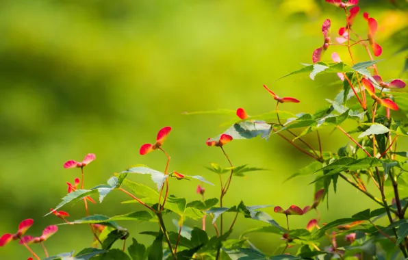 Picture leaves, branches, background, seeds
