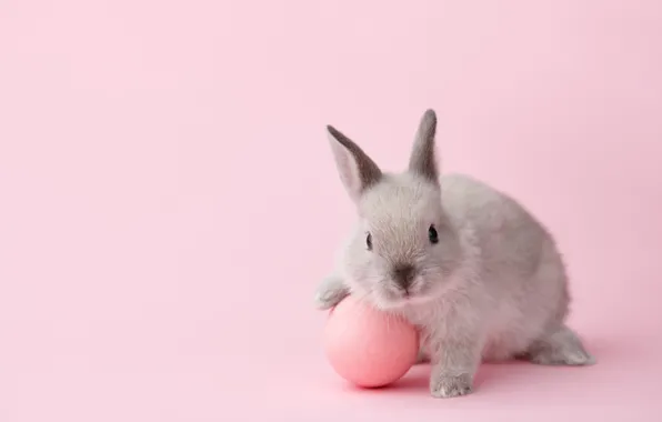 Picture pose, grey, holiday, egg, spring, rabbit, pink, Easter