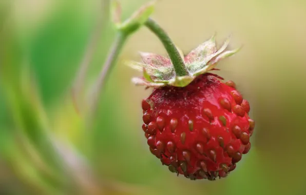 Picture strawberries, one, hanging
