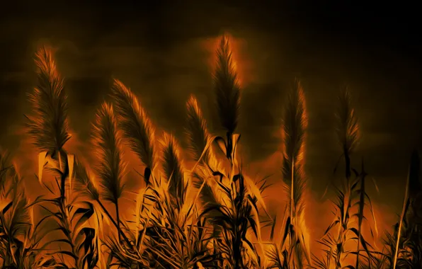 Picture night, nature, background, reed