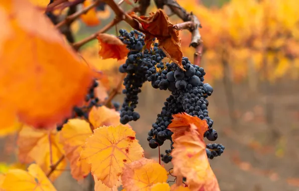 Picture autumn, yellow leaves, garden, fruit, grapes, vineyard, bokeh, vine