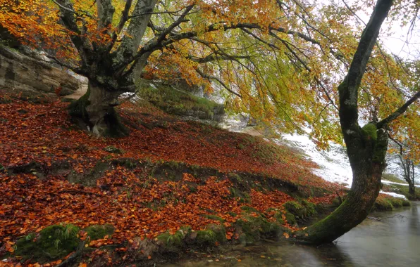 Picture autumn, snow, trees, river, shore