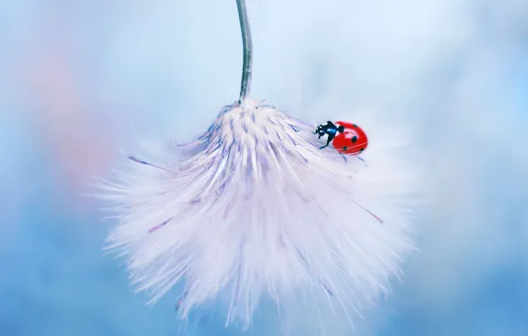 Picture macro, ladybug, fluff