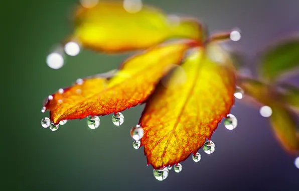 Picture autumn, leaves, drops, nature, rain, rain, nature, autumn, leaves, drops