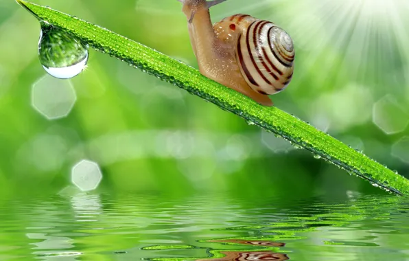 Picture grass, water, reflection, drop, snail