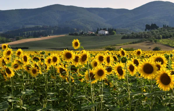Picture field, forest, sunflowers, flowers, hills, house