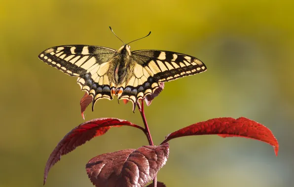 Picture leaves, butterfly, branch, swallowtail