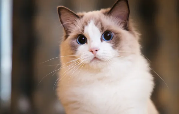 Picture cat, white, cat, look, face, background, portrait, white, blue eyes, marks, Mosa, ragdoll