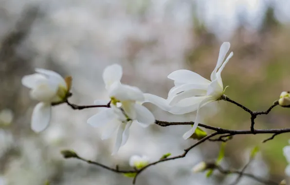 Picture spring, may, Sunny, Ukraine, Magnolia, The Botanical garden