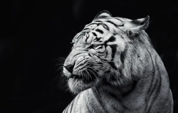 Picture tiger, background, beast