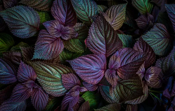 Picture leaves, macro, bright