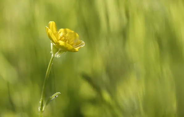Picture greens, flower, macro, yellow, beauty is in simplicity