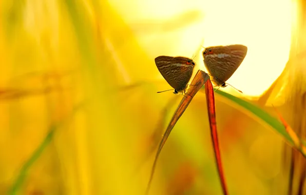 Picture grass, the sun, macro, insects, yellow, background, Basoski