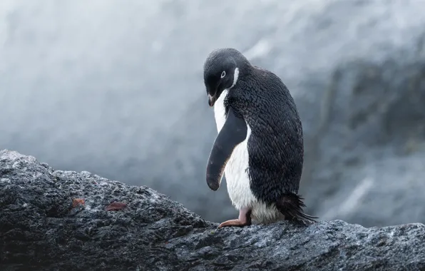 Picture look, stone, wing, penguin, Antarctic Penguins