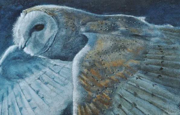 Picture owl, bird, figure
