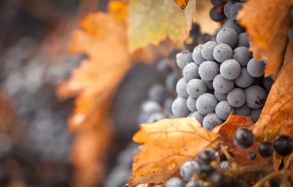 Picture blue, sheet, food, grapes