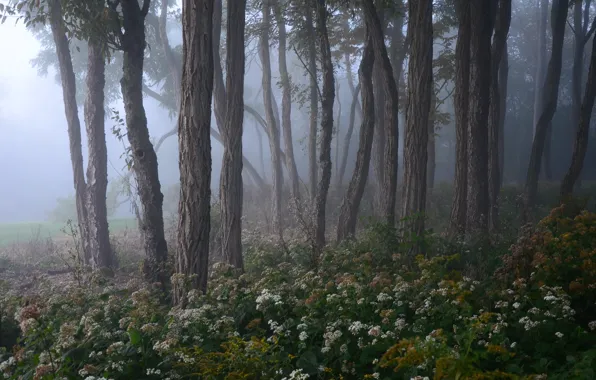 Picture forest, trees, nature, fog