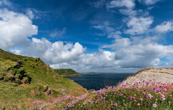 Picture sea, flowers, rocks, shore