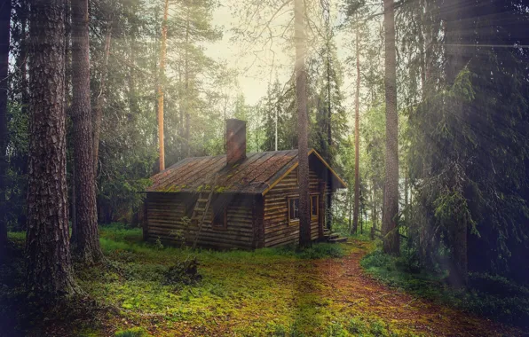 Picture forest, rays, light, treatment, house