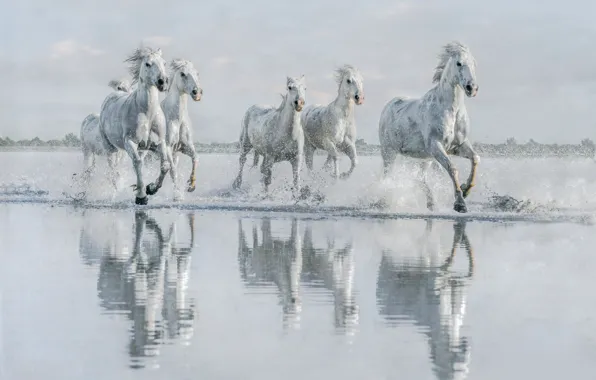 Picture water, shore, horses, horse, running, white, pond, gallop, the herd, the herd