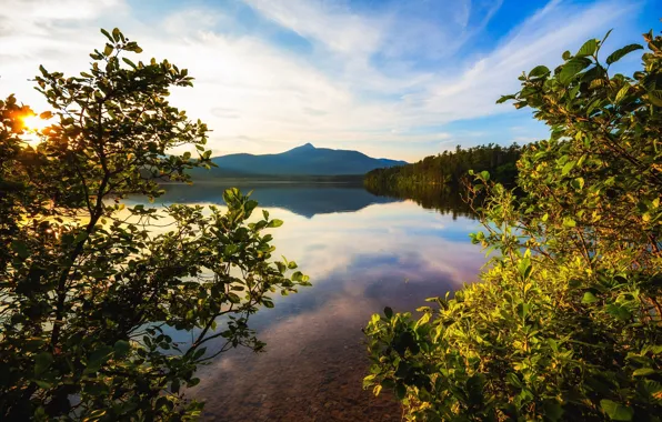 Picture trees, landscape, branches, lake