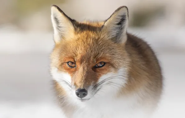 Picture winter, look, face, snow, close-up, nature, pose, portrait, Fox