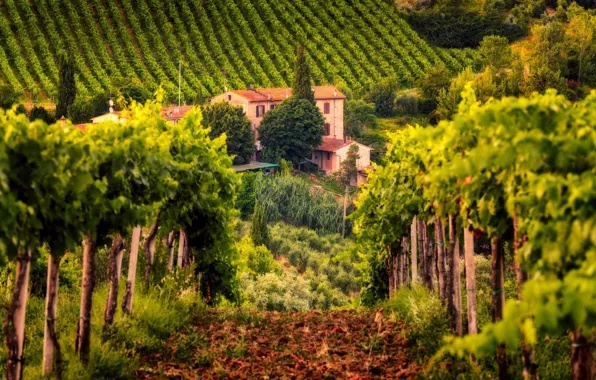 Picture house, Italy, vineyard, Tuscany
