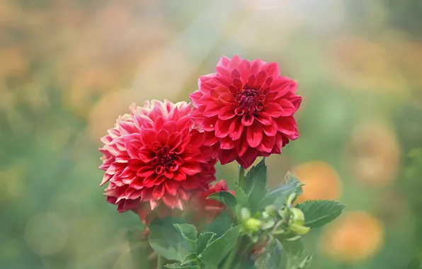Picture summer, flowers, Dahlia Garden