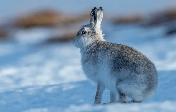 Picture winter, look, light, snow, pose, hare, shadows, profile
