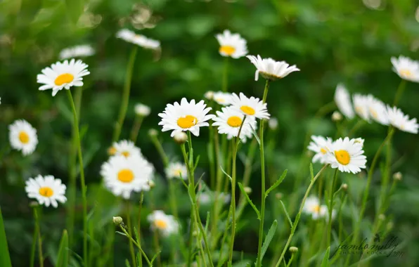 Picture field, summer, flowers, green, chamomile