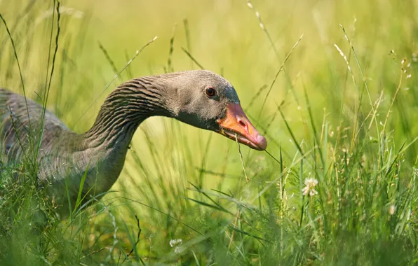 Picture portrait, look, nature, goose, greens, bird, grass