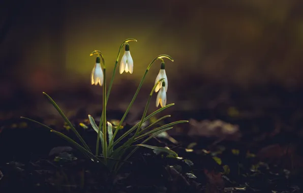 Picture flowers, nature, spring