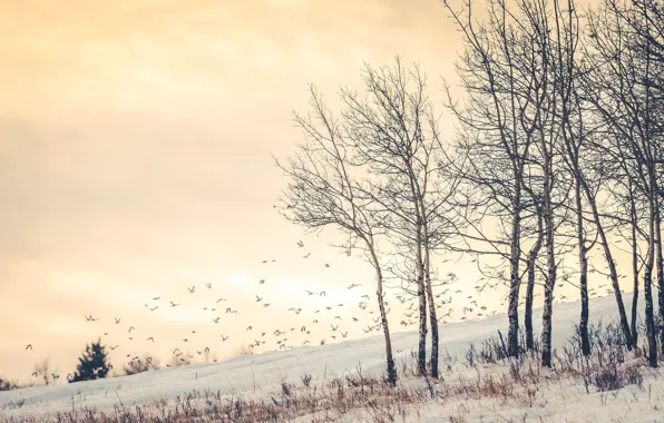 Picture winter, birds, birch