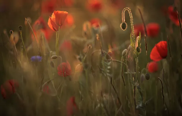 Picture summer, flowers, nature, Maki, red