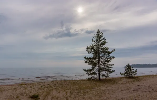 Picture beach, tree, Sunset, Lake, Ladoga