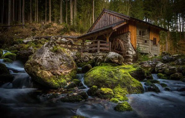 Picture forest, water, house, river, mill