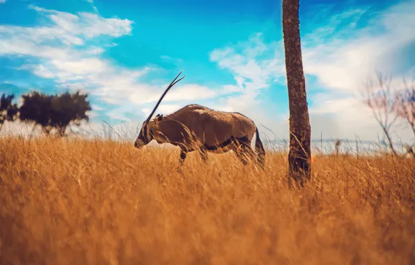 Picture field, the sky, tree, horns, antelope