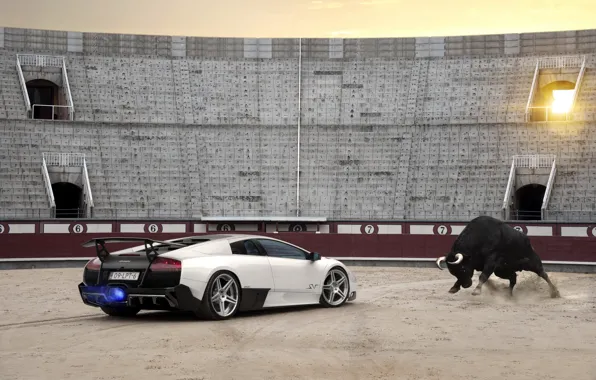 Picture Lambo, supercar, arena, bull, lamborghini murcielago lp670-4 sv