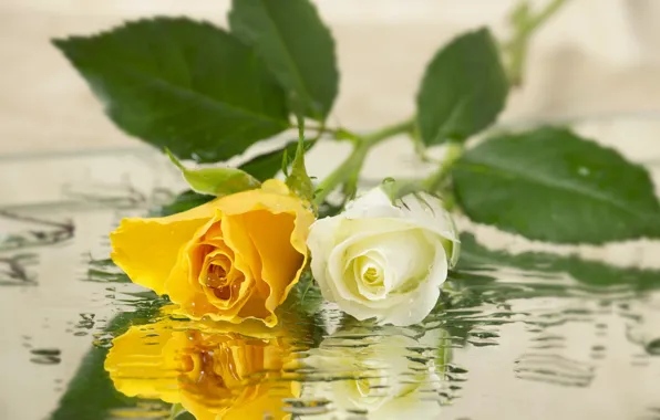 Picture flowers, background, roses