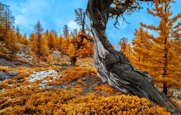 Picture autumn, forest, tree, trunk, shrubs, crooked