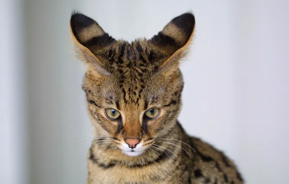 Picture background, ears, view, Serval