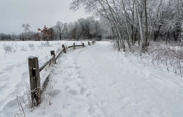 Picture winter, snow, the fence