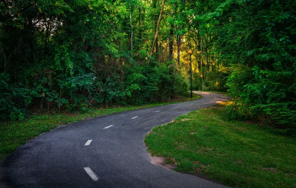 Picture road, forest, summer, dervla, Columbus Georgia