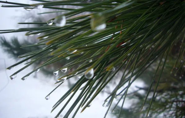 Picture drops, Macro, spruce