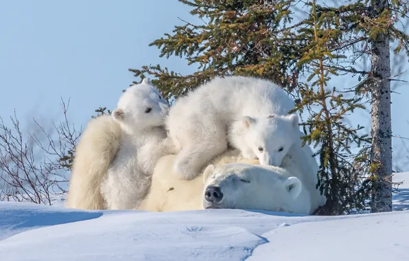 Picture winter, nature, bears
