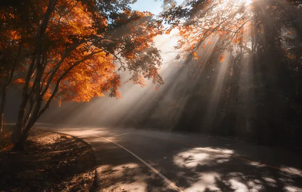 Picture road, autumn, leaves, trees, Park, road, nature, park, autumn, leaves, tree, sunlight